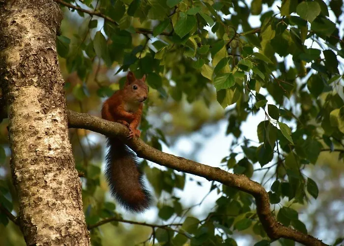 Nomme * Таллин